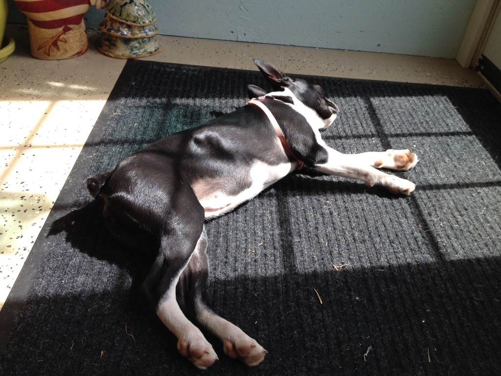 There's so much going on at Rex Design Concepts that they have to catch a nap when they can...!